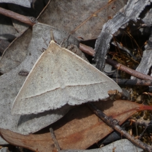 Epidesmia hypenaria at Jerrabomberra, NSW - 13 Mar 2023