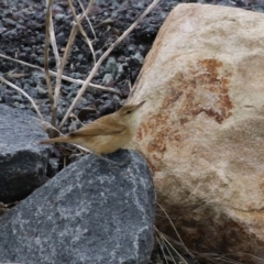 Acrocephalus australis (Australian Reed-Warbler) at Upper Stranger Pond - 25 Mar 2023 by RodDeb