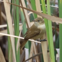 Acrocephalus australis at Isabella Plains, ACT - 25 Mar 2023