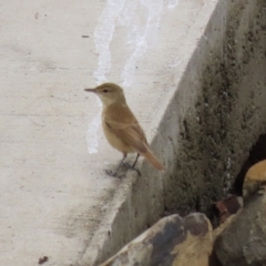 Acrocephalus australis at Isabella Plains, ACT - 25 Mar 2023