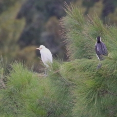 Bubulcus coromandus (Eastern Cattle Egret) at Upper Stranger Pond - 25 Mar 2023 by RodDeb