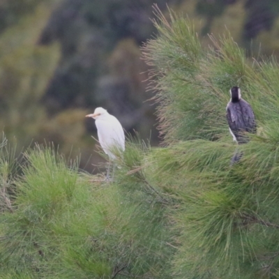 Bubulcus coromandus (Eastern Cattle Egret) at Upper Stranger Pond - 25 Mar 2023 by RodDeb