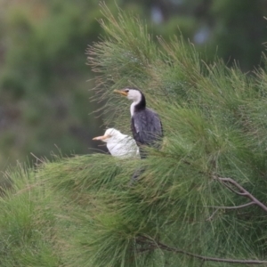 Bubulcus coromandus at Isabella Plains, ACT - 25 Mar 2023 11:02 AM