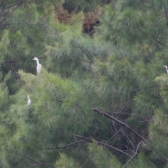 Bubulcus coromandus at Isabella Plains, ACT - 25 Mar 2023 11:02 AM