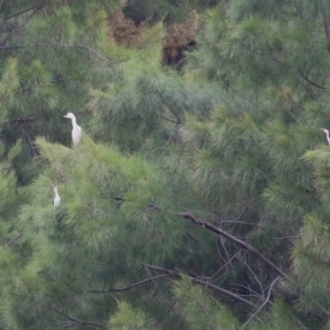 Bubulcus coromandus at Isabella Plains, ACT - 25 Mar 2023 11:02 AM