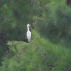 Bubulcus coromandus at Isabella Plains, ACT - 25 Mar 2023