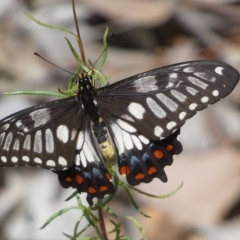 Papilio anactus (Dainty Swallowtail) at QPRC LGA - 13 Mar 2023 by Steve_Bok