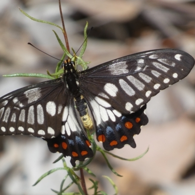 Papilio anactus (Dainty Swallowtail) at QPRC LGA - 13 Mar 2023 by Steve_Bok