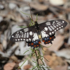 Papilio anactus at Jerrabomberra, NSW - 13 Mar 2023