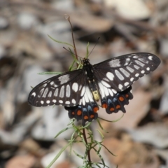 Papilio anactus at Jerrabomberra, NSW - 13 Mar 2023