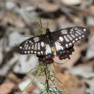 Papilio anactus at Jerrabomberra, NSW - 13 Mar 2023