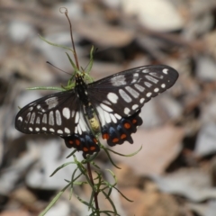 Papilio anactus at Jerrabomberra, NSW - 13 Mar 2023