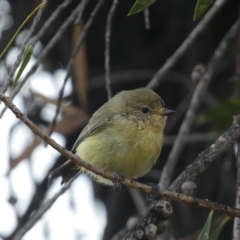 Acanthiza nana (Yellow Thornbill) at Jerrabomberra, NSW - 25 Mar 2023 by SteveBorkowskis