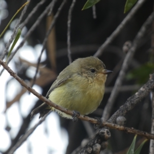 Acanthiza nana at Jerrabomberra, NSW - 25 Mar 2023