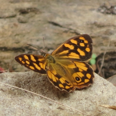 Heteronympha paradelpha (Spotted Brown) at Acton, ACT - 24 Mar 2023 by Christine