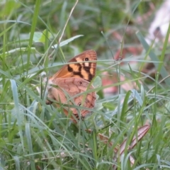 Heteronympha paradelpha at Acton, ACT - 24 Mar 2023