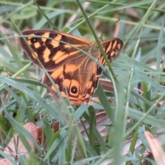 Heteronympha paradelpha at Acton, ACT - 24 Mar 2023