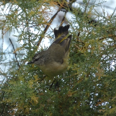 Acanthiza chrysorrhoa (Yellow-rumped Thornbill) at Jerrabomberra, NSW - 25 Mar 2023 by Steve_Bok