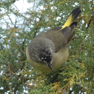 Acanthiza chrysorrhoa at Jerrabomberra, NSW - 25 Mar 2023