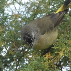 Acanthiza chrysorrhoa at Jerrabomberra, NSW - suppressed