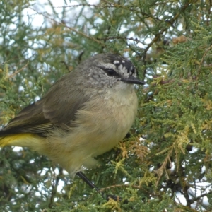 Acanthiza chrysorrhoa at Jerrabomberra, NSW - suppressed