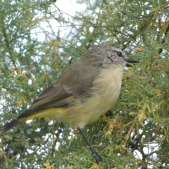 Acanthiza chrysorrhoa at Jerrabomberra, NSW - 25 Mar 2023