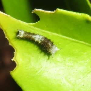 Papilio aegeus at Flynn, ACT - 25 Mar 2023