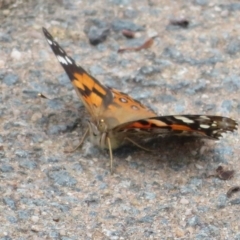 Vanessa kershawi (Australian Painted Lady) at Point 4999 - 24 Mar 2023 by Christine