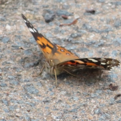 Vanessa kershawi (Australian Painted Lady) at Molonglo Valley, ACT - 24 Mar 2023 by Christine