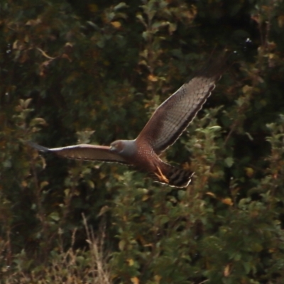 Circus assimilis (Spotted Harrier) at Braidwood, NSW - 25 Mar 2023 by LisaH