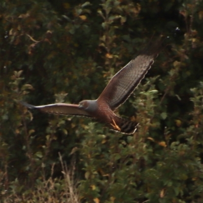 Circus assimilis (Spotted Harrier) at QPRC LGA - 25 Mar 2023 by LisaH