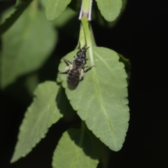 Lasioglossum (Chilalictus) sp. (genus & subgenus) (Halictid bee) at Higgins, ACT - 24 Mar 2023 by Untidy