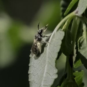 Lasioglossum (Chilalictus) sp. (genus & subgenus) at Higgins, ACT - suppressed