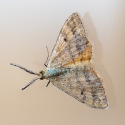 Scopula rubraria (Reddish Wave, Plantain Moth) at Watson, ACT - 25 Mar 2023 by mattjfitzgerald