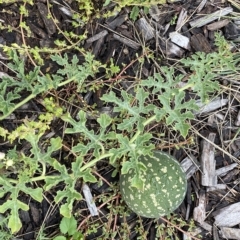 Citrullus amarus (Wild Melon, Camel Melon, Bitter Melon) at Acton, ACT - 25 Mar 2023 by NedJohnston