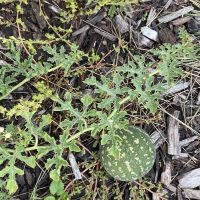 Citrullus amarus (Wild Melon, Camel Melon, Bitter Melon) at Acton, ACT - 25 Mar 2023 by NedJohnston