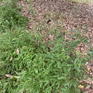 Billardiera heterophylla at Acton, ACT - 25 Mar 2023