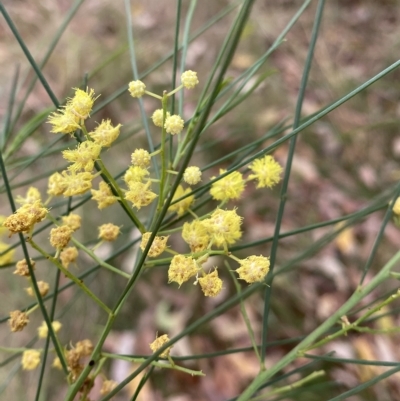 Acacia subulata (Awl-leaved Wattle) at ANU Liversidge Precinct - 25 Mar 2023 by Ned_Johnston