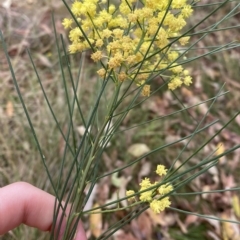 Acacia subulata at Acton, ACT - 25 Mar 2023