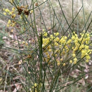 Acacia subulata at Acton, ACT - 25 Mar 2023