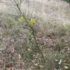 Acacia subulata at Acton, ACT - 25 Mar 2023