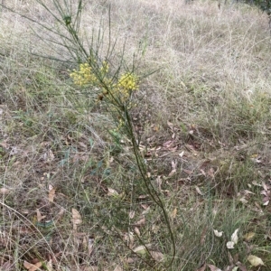 Acacia subulata at Acton, ACT - 25 Mar 2023