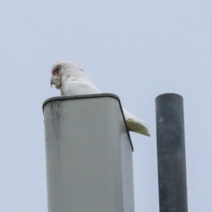 Cacatua tenuirostris at Deakin, ACT - 22 Mar 2023 09:32 AM