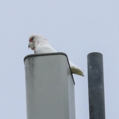 Cacatua tenuirostris (Long-billed Corella) at Deakin, ACT - 22 Mar 2023 by AlisonMilton