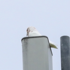 Cacatua tenuirostris at Deakin, ACT - 22 Mar 2023