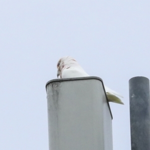 Cacatua tenuirostris at Deakin, ACT - 22 Mar 2023 09:32 AM