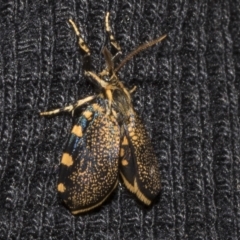 Cebysa leucotelus (Australian Bagmoth) at Deakin, ACT - 22 Mar 2023 by AlisonMilton