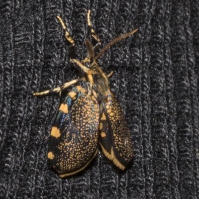 Cebysa leucotelus (Australian Bagmoth) at Deakin, ACT - 21 Mar 2023 by AlisonMilton