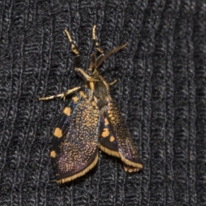 Cebysa leucotelus at Deakin, ACT - 22 Mar 2023