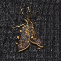 Cebysa leucotelus at Deakin, ACT - 22 Mar 2023